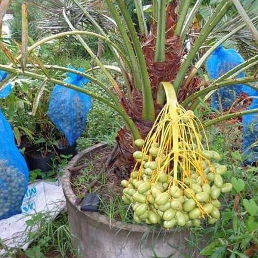 bibit buah kurma kultur jaringan, ecer dan , buah kurma, kurma