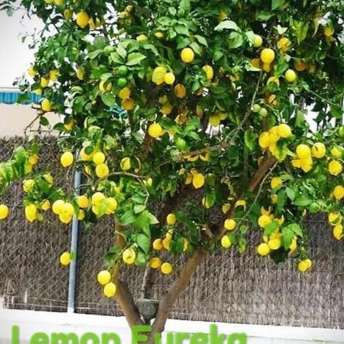 bibit buah lemon california lemon Erouka buah lemon