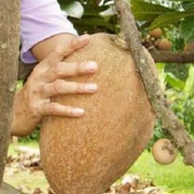 Bibit Tanaman Buah Mamey Sapote Magana