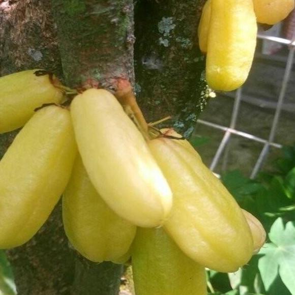 FREESS Bibit Tanaman Buah Belimbing Wuluh Kuning Siap Tanam O