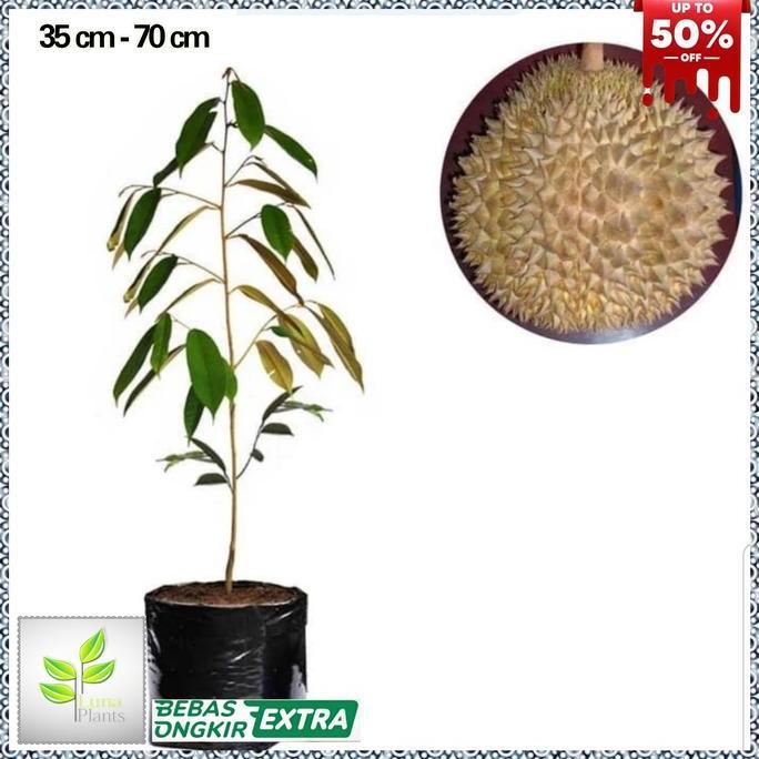 bibit durian matahari - tanaman buah durian