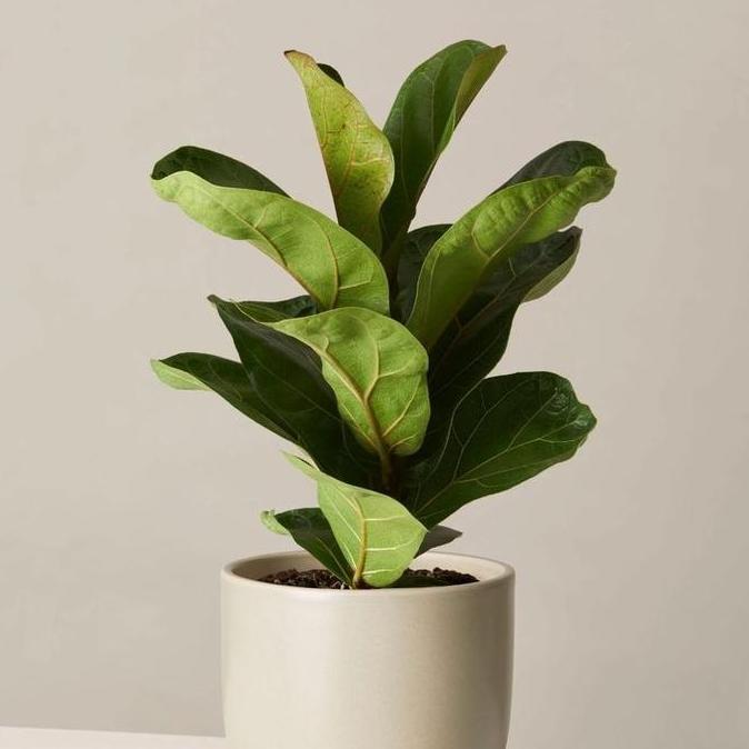 tanaman hias ketapang biola cantik mini original - ficus lyrata