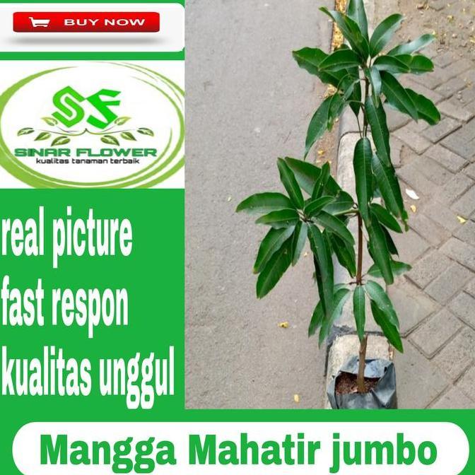 benih pohon mangga Mahatir jumbo/pohon buah/bibit mangga Mahatir jumbo
