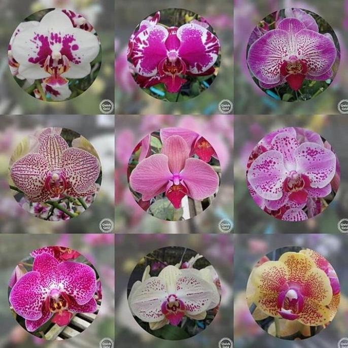 anggrek bulan remaja