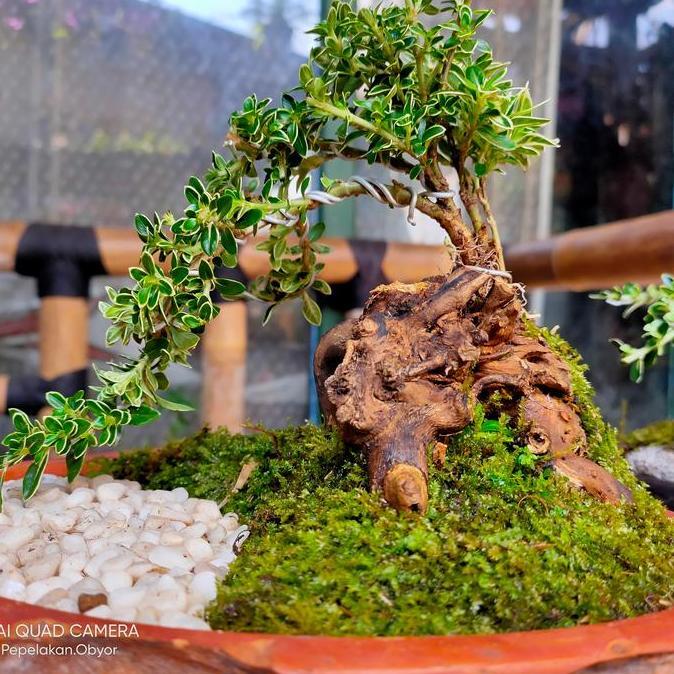 Ground- Bonsai Mini Mirten Variegata Hingkip Sudah Jadi