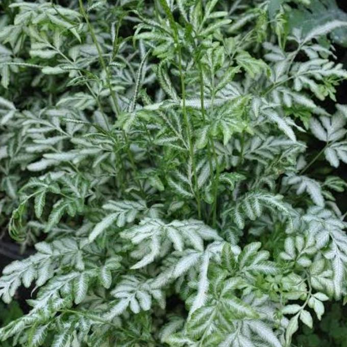 Ground- Tanaman Hias Pteris Ensiformis