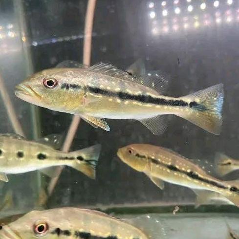 Murah pbass fogo pure peacok bass Non COD