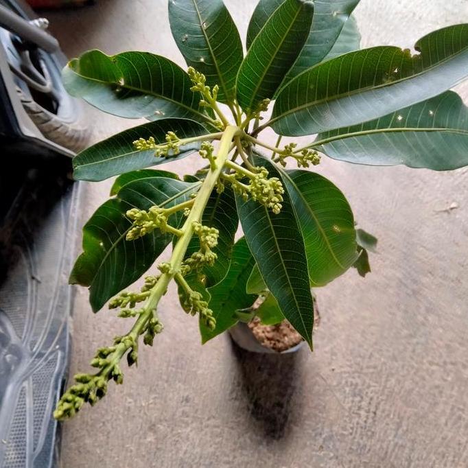 Tanaman Bibit Buah Mangga Manalagi Sudah Berbuah