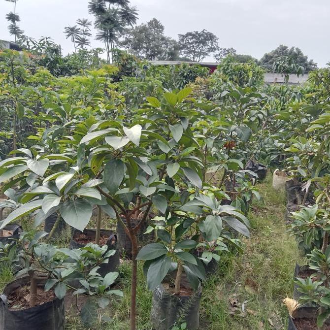 Bibit Pohon Alpukat Red Vietnam/Pohon Alpukat Red Vietnam Siap Buah
