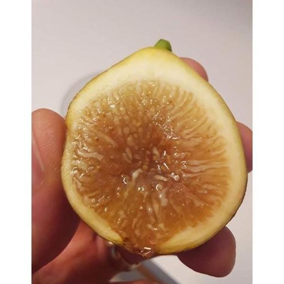 bibit buah tin Kadota fresh cangkok