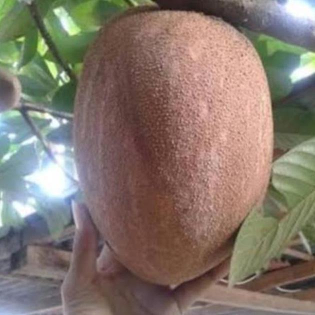 Pohon Mamey Sapote Jenis Lorito Full buah/Bibit Pohon Mamey sapote