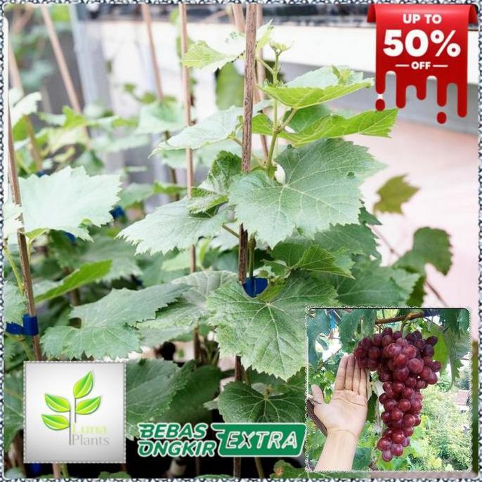 bibit buah anggur import - bibit anggur nizina