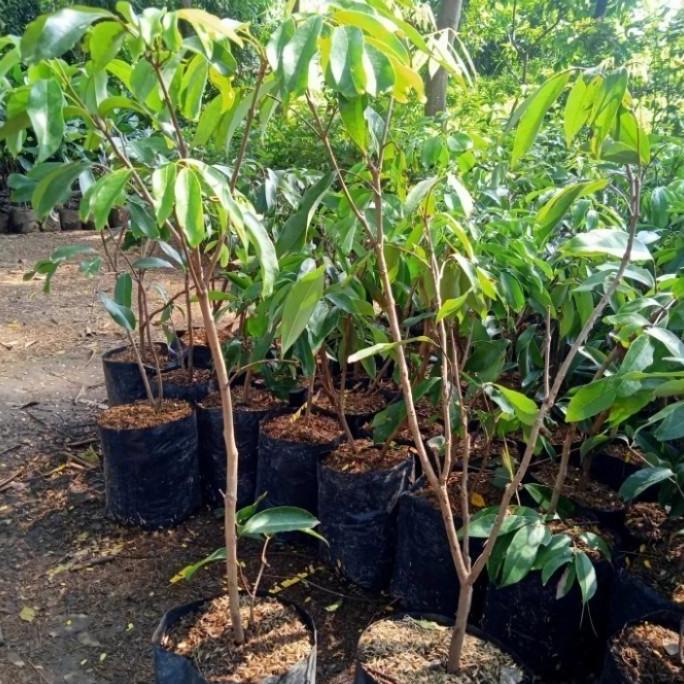 bibit tanaman buah leci merah berbunga