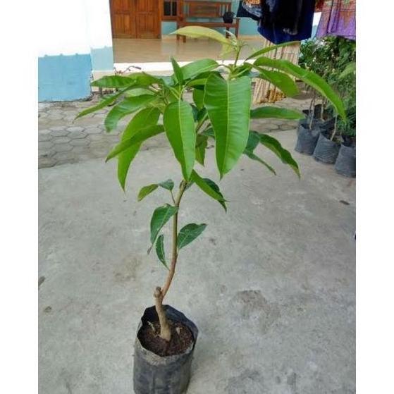 Bibit Buah Mangga Manalagi Super Genjah, Mangga Madu