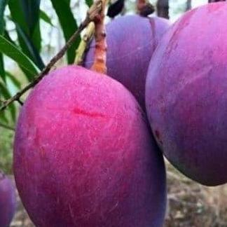 bibit buah mangga irwin