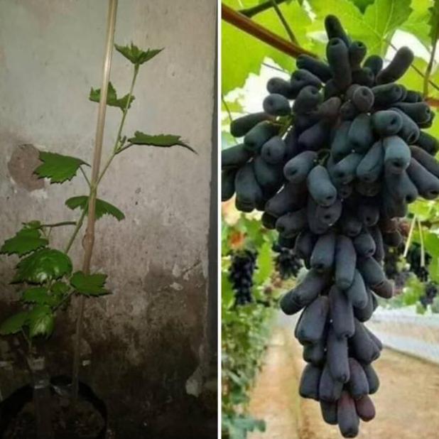 Bibit Buah Tanaman Anggur Moondrop