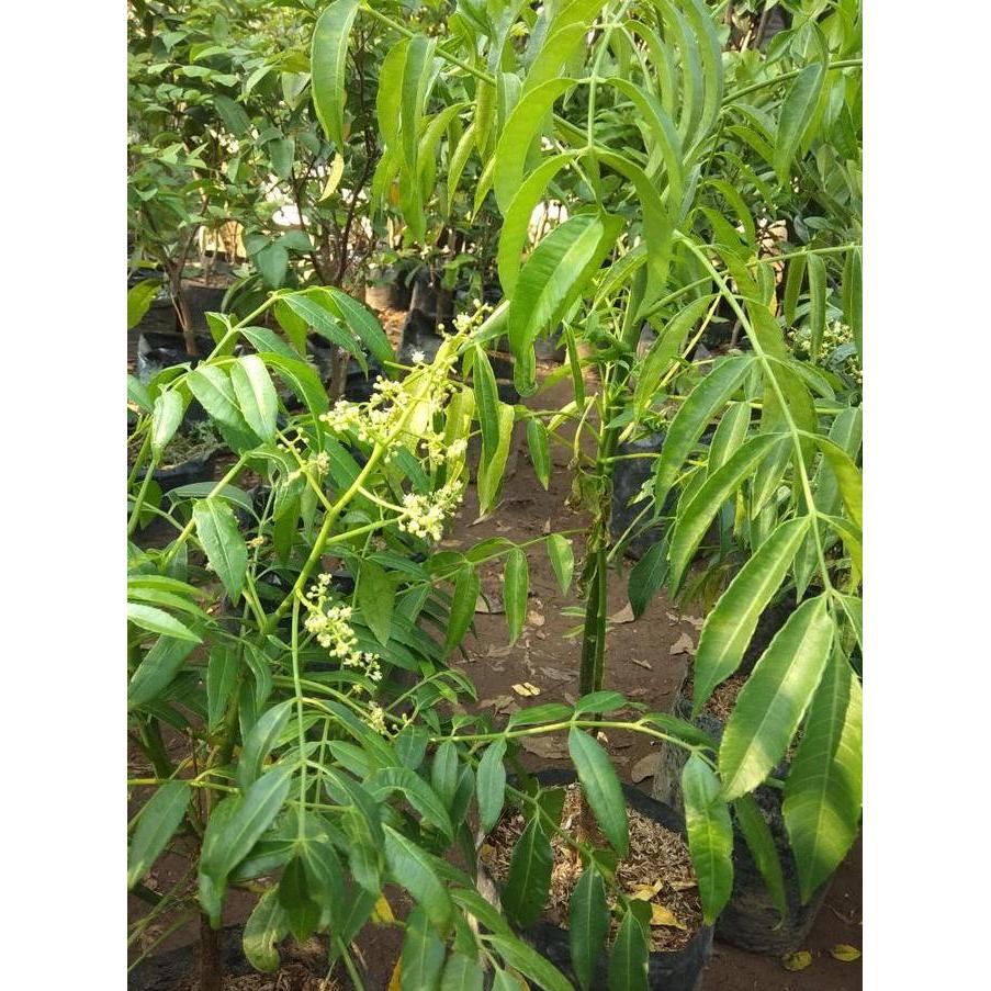 Bibit tanaman buah kedondong