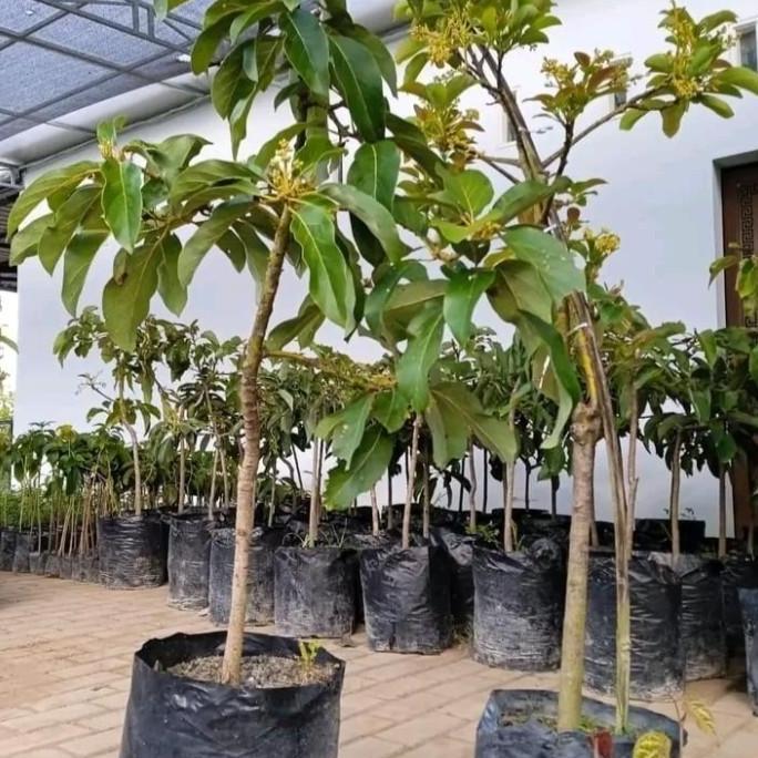 bibit buah alpukat kondisi sudah berbunga cepat berbuah