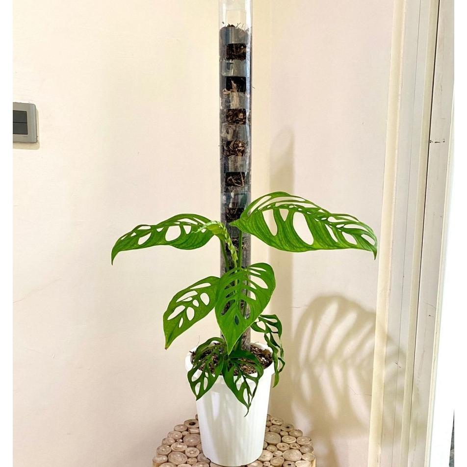 TurusTetik / Turus Plastik Mika Bening Mica / Moss pole TURUS ESTETIK