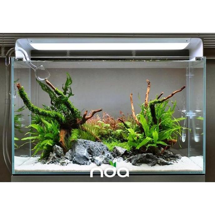 Paket stemplant low light & low co2 ( Paket Tanaman Aquascape )