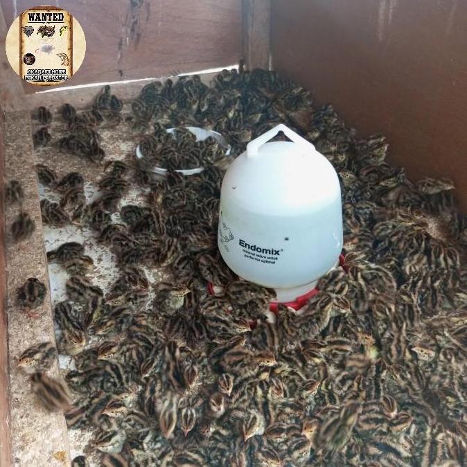 Doq Puyuh Jantan 100 Ekor