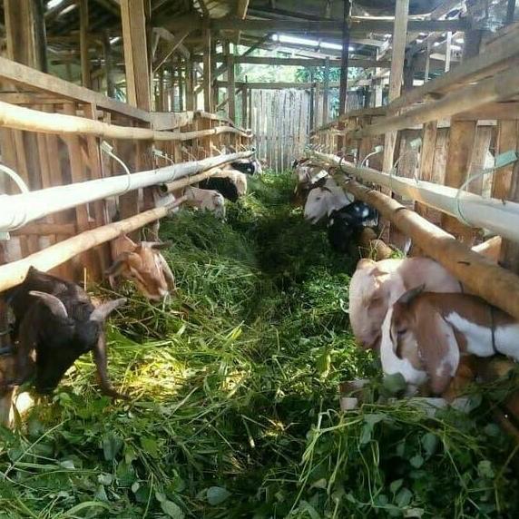 Milkking- Susu Kambing Etawa Murni / Etawa Murni Dan Segar 1 Liter