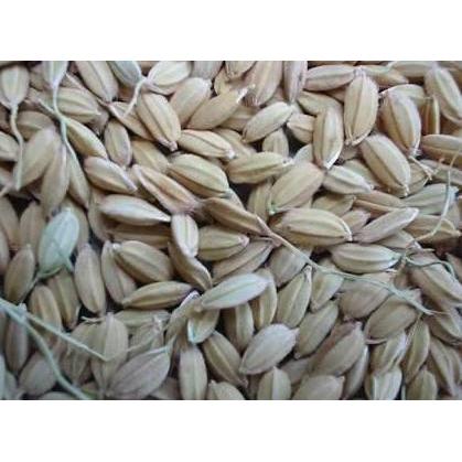 Bluee- Gabah Lampung / Gabah Bangkok Kecil 1 Kg