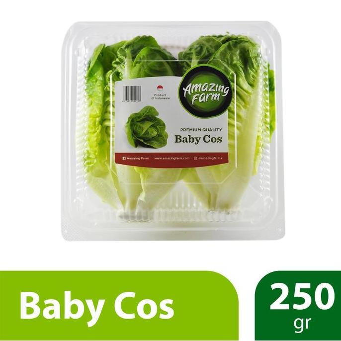 Lapakkita- Baby Romaine Cos Lettuce 250 Gram Amazing Farm