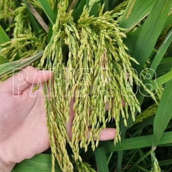 Bisa Cod Benih Padi Hibrida Pahisa 08 - 1Kg >>