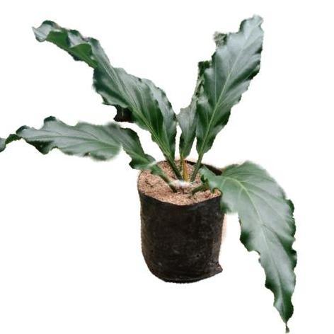 PROMO gelombang cinta ukuran jumbo