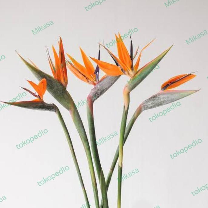 Flowandbe- Bunga Bird Of Paradise Bunga Import Segar