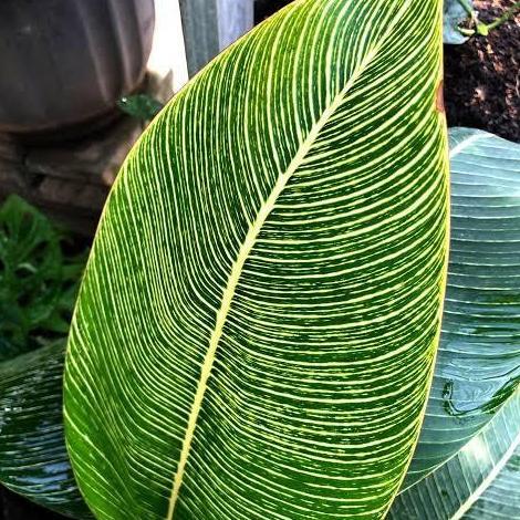 PROMO Tanaman Hias Pisang Bugis Golden/ Keindahan Daun unik