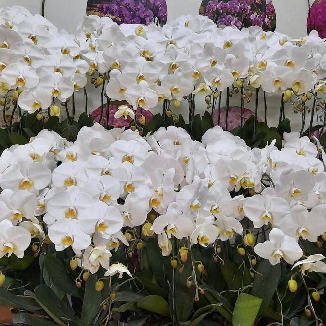 Bunga Anggrek Bulan Premium Eka Karya 1 pohon (pot plastik/polybag)