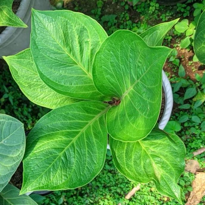 Indah- Anthurium Jemani Cobra Batik Ukuran Dewasa - Anthurium Cobra Batik