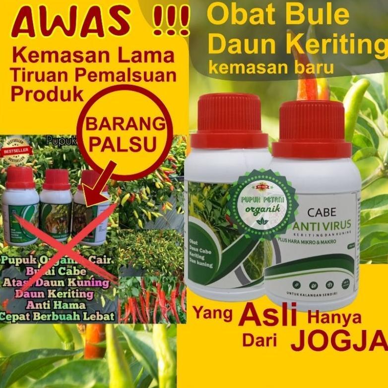 Pupuk Bulai Cabe Organik Atasi Kuning Daun dan Keriting Cebe Pupuk Pelebat Buah Cabe Rawit Penyubur 