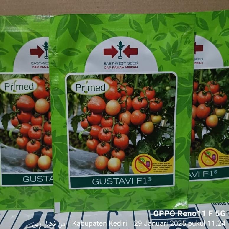 benih tomat GUSTAVI PRIMED F1+  GUSTAVI F1 kemasan  1750 butir