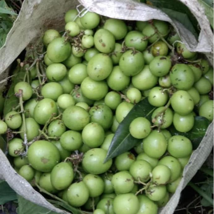 Frutexz- Buah Gandaria / Buah Jatake / Buah Ramania