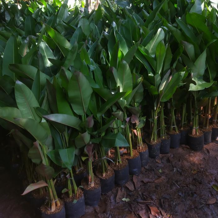 (Diskon) Tanaman Hias Pisang Betet - Heliconia Betet Bestseller