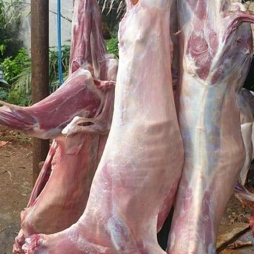Terlaris Daging Kambing Muda Karkas Fresh 1 Ekor Termurah