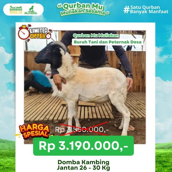 Terlaris Hewan Qurban Domba / Kambing Kurban Bobot -/+30 Kg Jantan