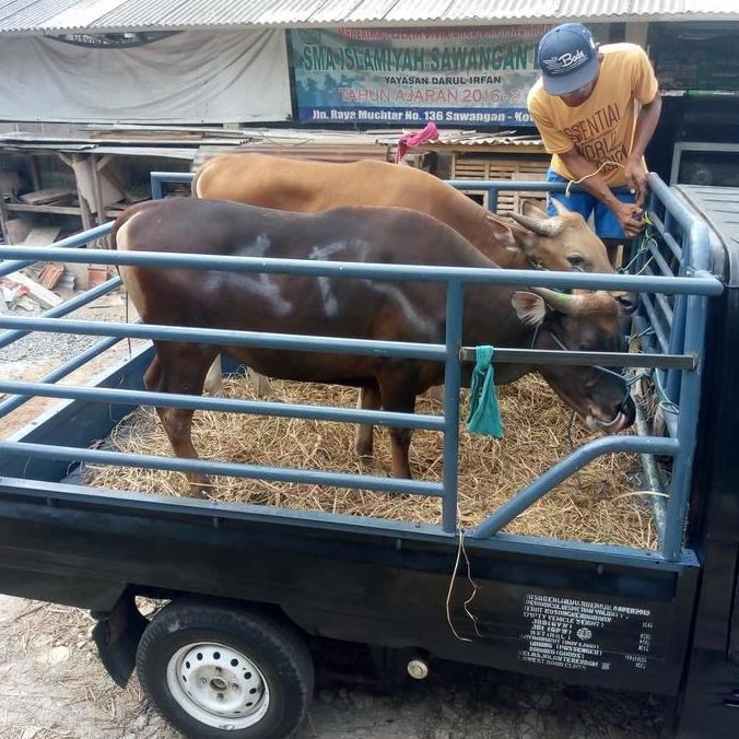 Terlaris Kambing Aqiqah / Kambing Dan Sapi Qurban / Kambing Domba / Aqiqah Mura