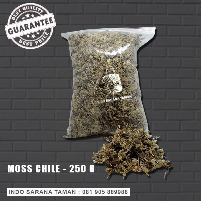 Media Tanam Moss Sphagnum Moss Media Tanam