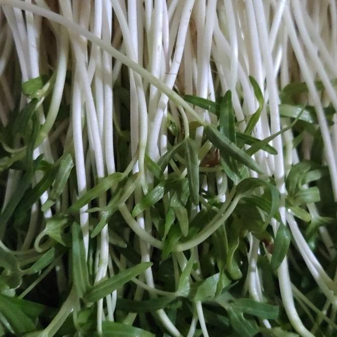 Microgreens Kit Pemula