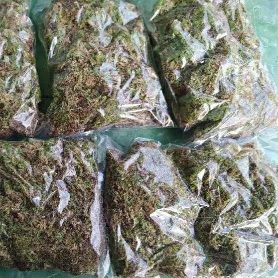 SPAGHNUM MOSS 1 KG / SPAGHNUM MOSS MEDIA TANAM / LUMUT HUTAN / LUMUT