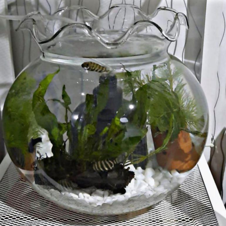 AQUARIUM 12,3L - 7,2L- 3,7L - AQUARIUM BULAT KACA - AQUARIUM HIAS - AQUARIUM CUPANG - AQUASCAPE