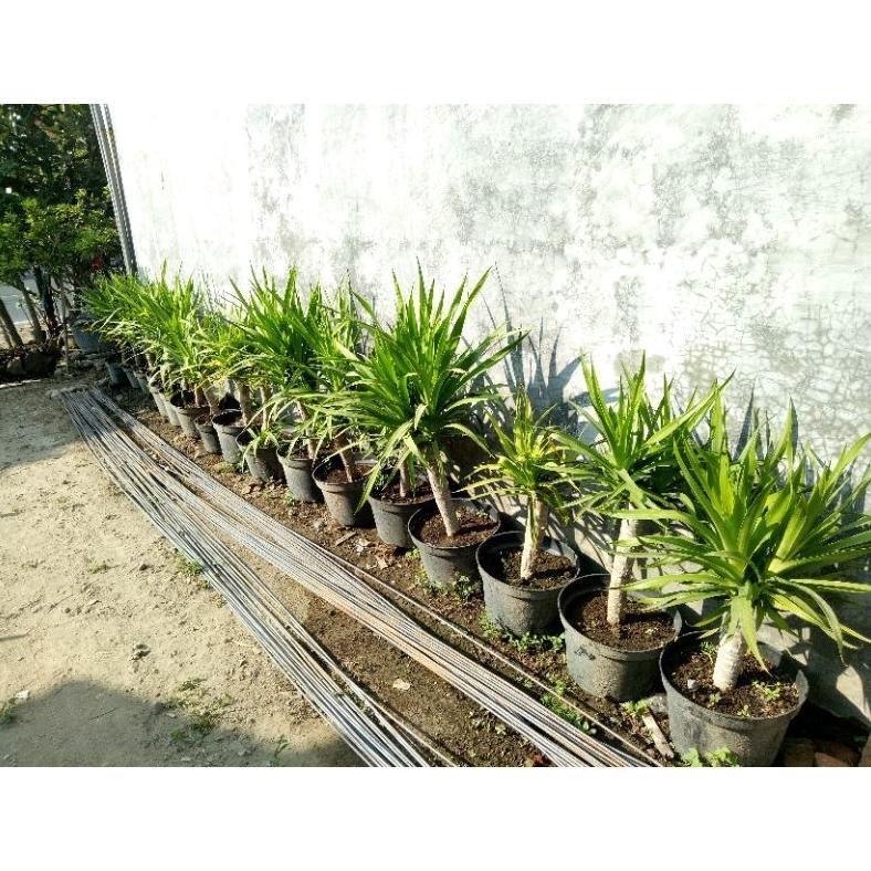 ARN pandan bali bercabang