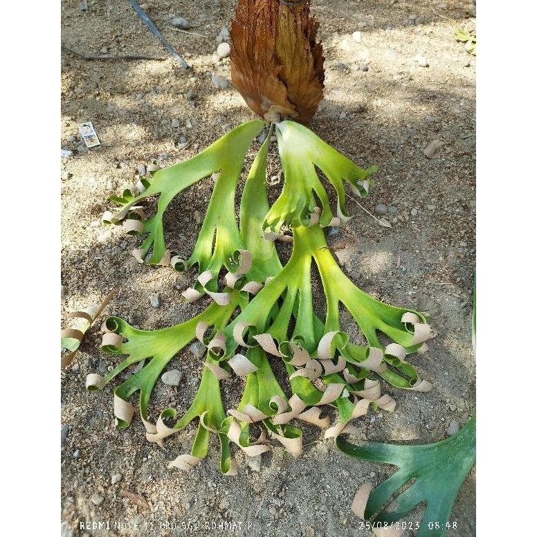 ARN Willinckii roll / platycerium willinckii roll