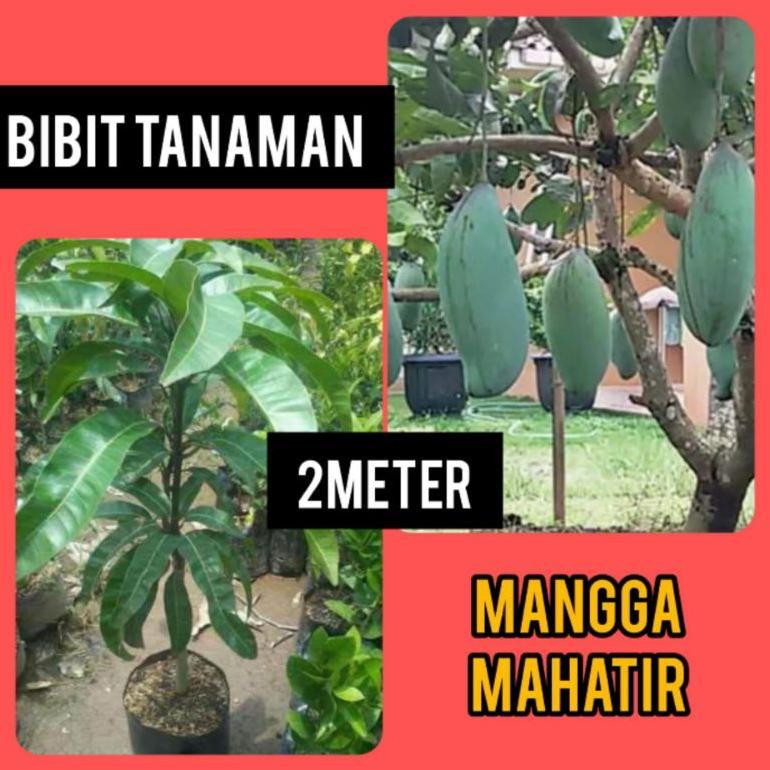 ARN Bibit Mangga Mahatir 2 Meter Batang Besar