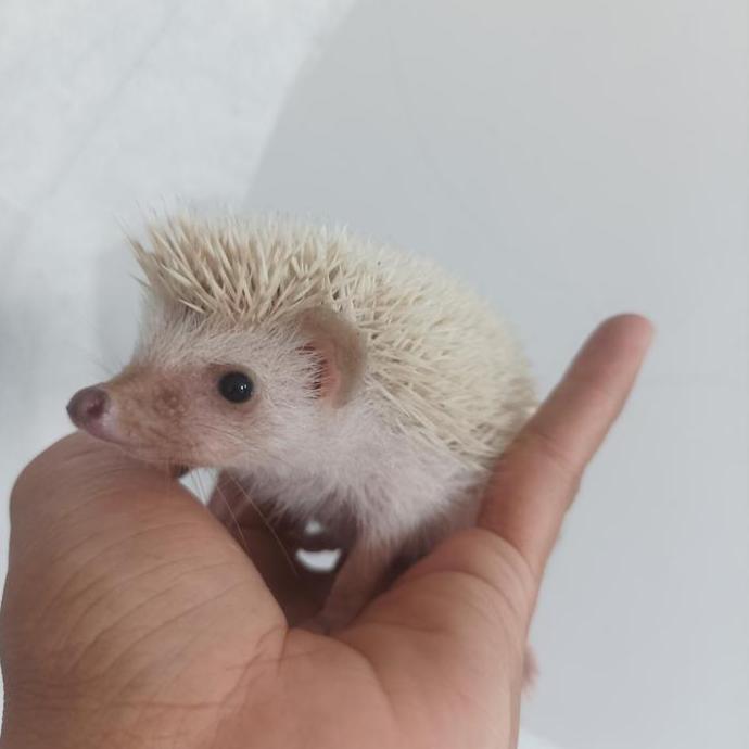 Grade Ori Anakan Landak Mini Saltpaper