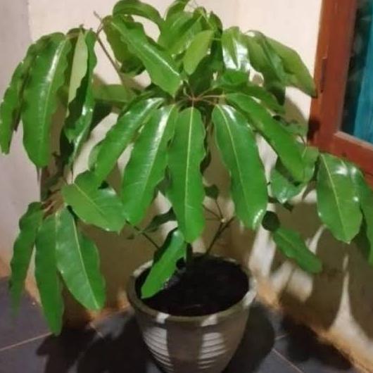 Tanaman Walisongo daun besar - pohon Walisongo 1mtr